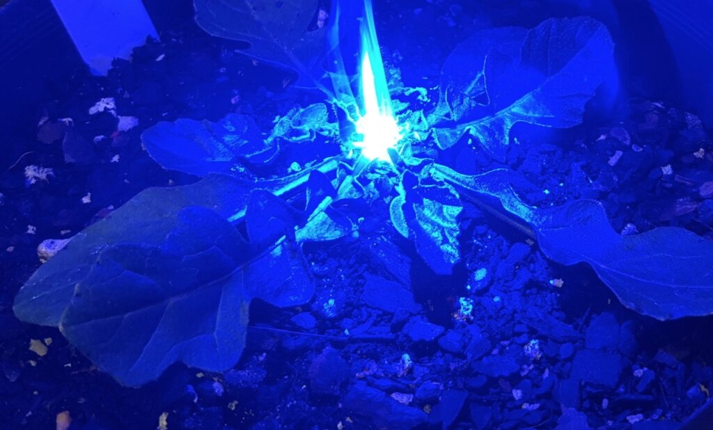 Какой тип лазера можно использовать для лазерной прополки?