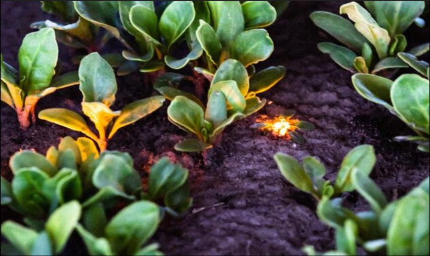 синий лазер для лазерной прополки